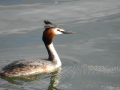 Podiceps cristatus