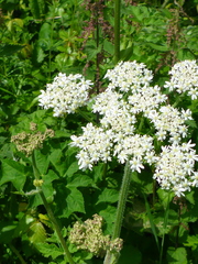 Heracleum sphondylium sphondylium