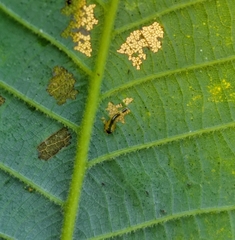 Caliroa quercuscoccineae