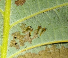 Caliroa quercuscoccineae