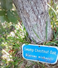 Caliroa quercuscoccineae