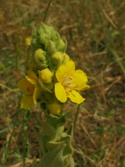 Verbascum speciosum