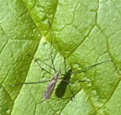 Gnophomyia tristissima