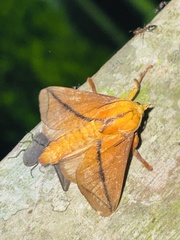Barilla transversata