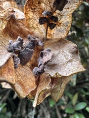 Anchietea frangulifolia