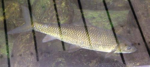 Labeobarbus seeberi