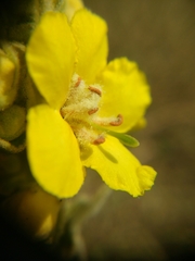 Verbascum speciosum