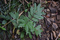 Cupania vernalis