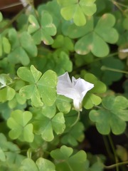 Oxalis incarnata