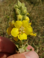 Verbascum speciosum