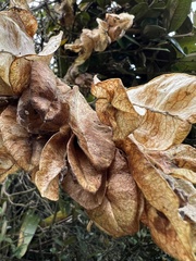 Anchietea frangulifolia