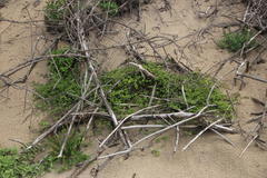 Plectranthus lucidus