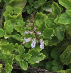 Plectranthus lucidus