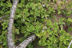 Plectranthus lucidus