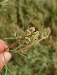 Prangos odontalgica
