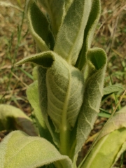 Verbascum speciosum