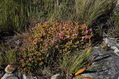 Lampranthus falciformis