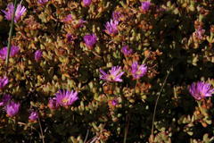 Lampranthus falciformis