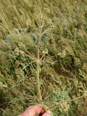 Prangos odontalgica