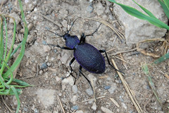 Carabus scabrosus tauricus