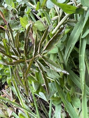 Nasturtium microphyllum