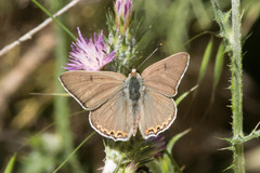 Tharsalea xanthoides