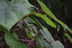 Urera caracasana