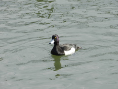 Aythya fuligula