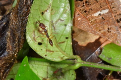 Odontomachus rixosus