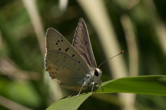 Tharsalea xanthoides