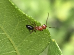 Camponotus decipiens