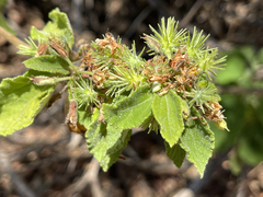 Triumfetta socorrensis