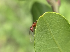 Camponotus decipiens