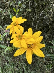 Bidens rubifolia