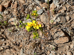 Deinandra fasciculata
