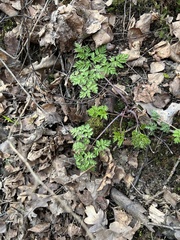 Anthriscus sylvestris