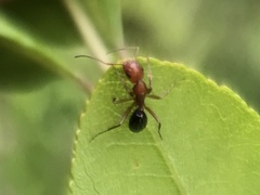 Camponotus decipiens