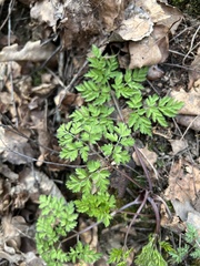 Anthriscus sylvestris