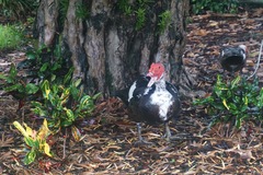 Cairina moschata domestica