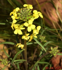 Erysimum nevadense