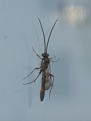 Limneriini