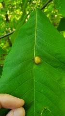 Phylloxera caryaescissa