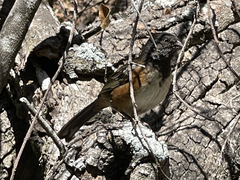 Pipilo maculatus socorroensis