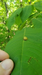 Phylloxera caryaescissa