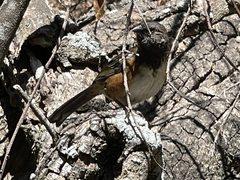 Pipilo maculatus socorroensis