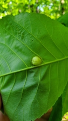Phylloxera caryaescissa