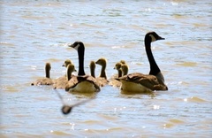 Branta canadensis