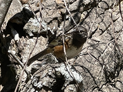 Pipilo maculatus socorroensis