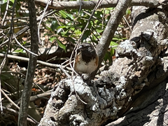 Pipilo maculatus socorroensis