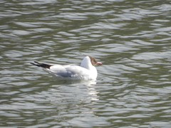 Chroicocephalus ridibundus